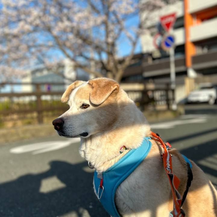 827ba447 55e3 469a abed 8fe68ff67c61 1680188091442