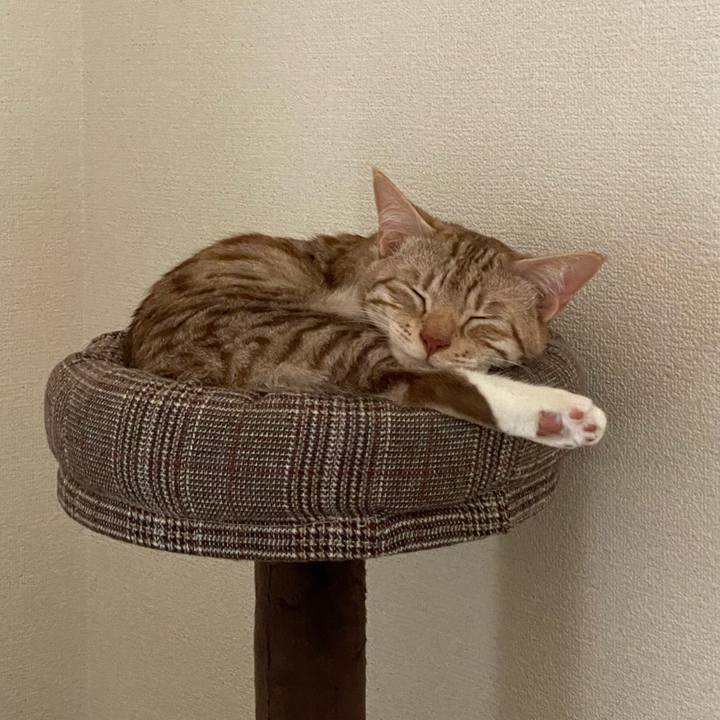 827df6f6 3e20 4fa2 bd60 15823d11b10b 1621137550633