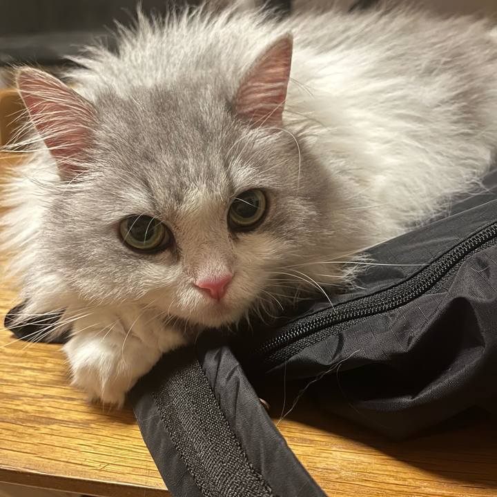 827ebe33 7998 468b 8bf4 cc8f6622f00a 1734788974965