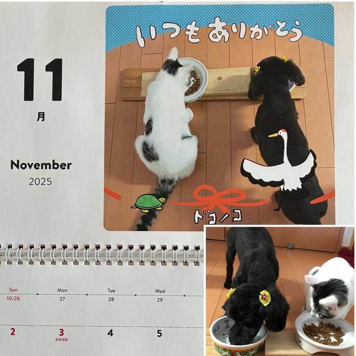 828181b4 1d1a 4955 a9cc 129ed3a48074 1761951112949