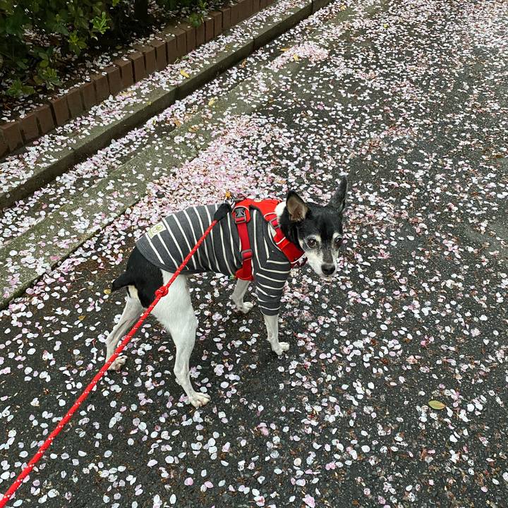 8281f623 ba63 4e52 8a15 b224c905b810 1617573367836