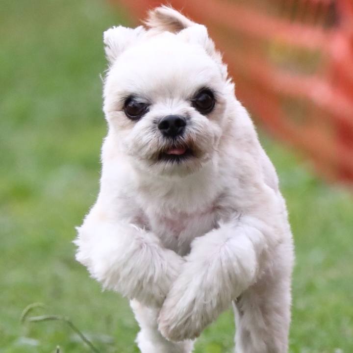 82838421 86ea 4b95 9fe6 149906286fca 1541312898195