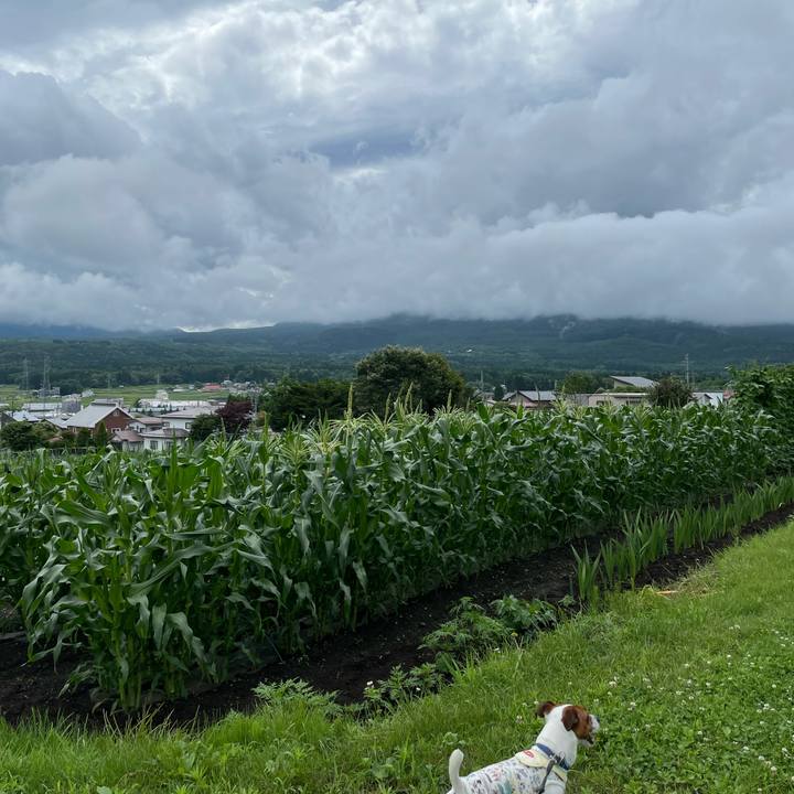 828958fc 9a4b 4210 8eab dafb420ccf78 1625462871744