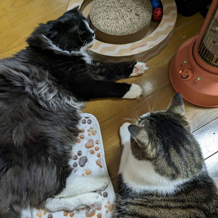 828bbdf2 774f 496a a64f e0444de35193 1682289932557