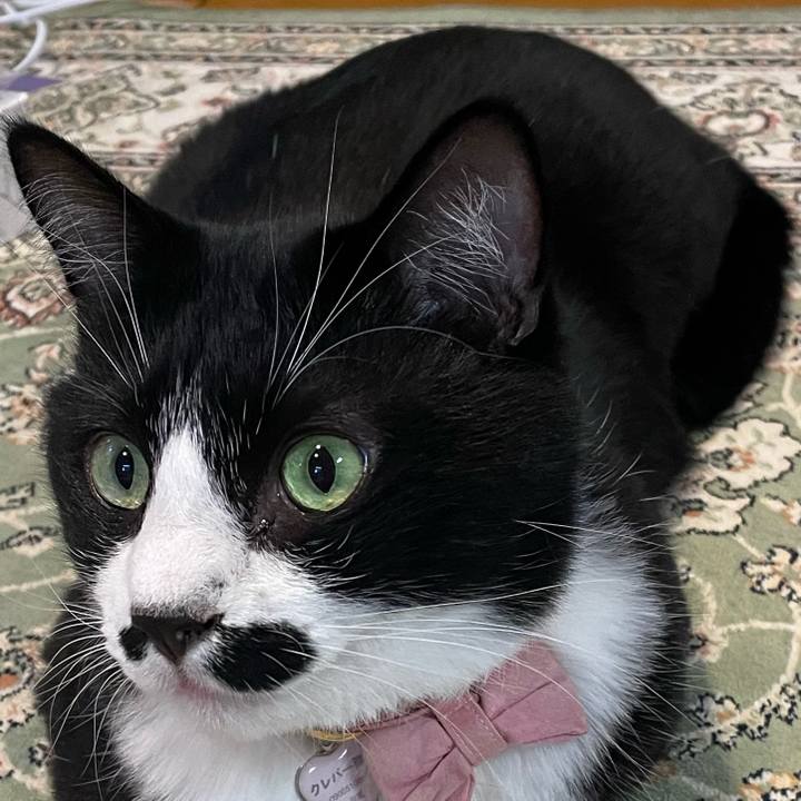 82957258 1baa 4b30 be60 cdc9fa0376cb 1760137923889