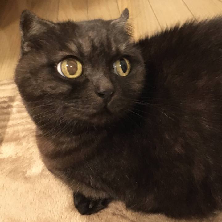 829794dd e91a 4dae 8226 bb4ceba5fe07 1585657082438