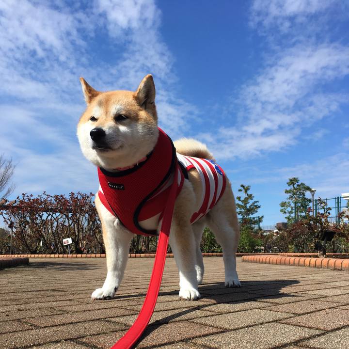 82992df1 b98e 463a b271 590d18fd3578 1584239386422