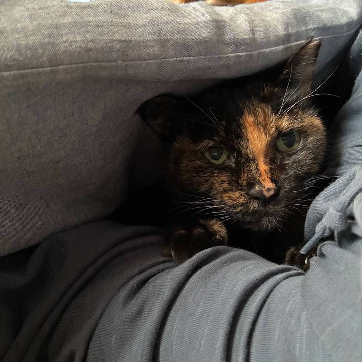 829dcee8 f869 4062 a3d0 da277ef580ba 1761865977066