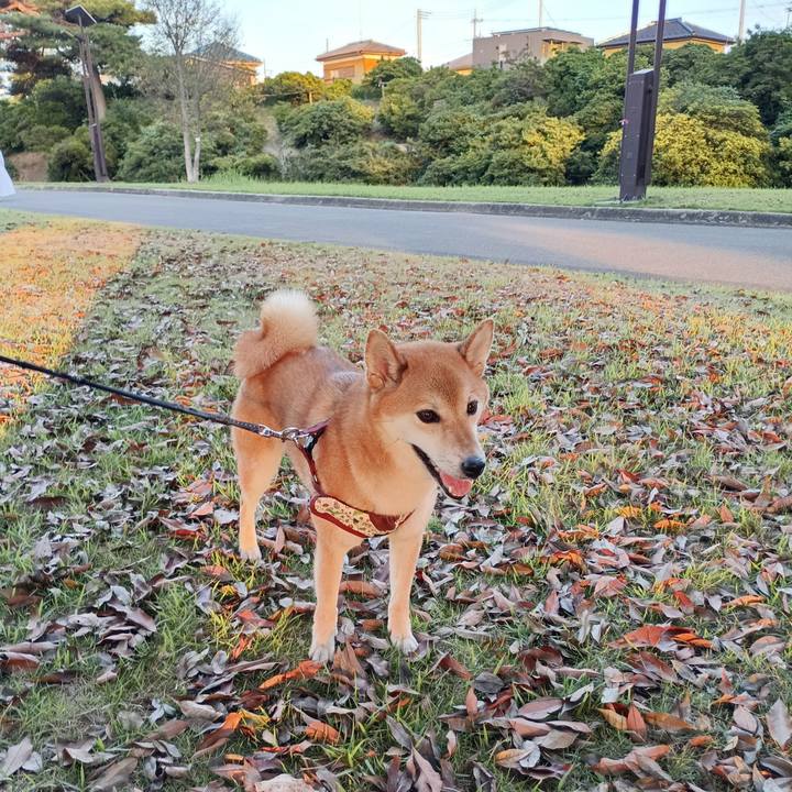 82a0a4e9 663b 4920 8f67 c80306117ecf 1757148724220