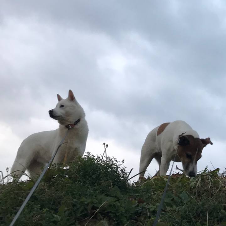 82a14429 6885 466c 9438 d269617f7333 1514710217074