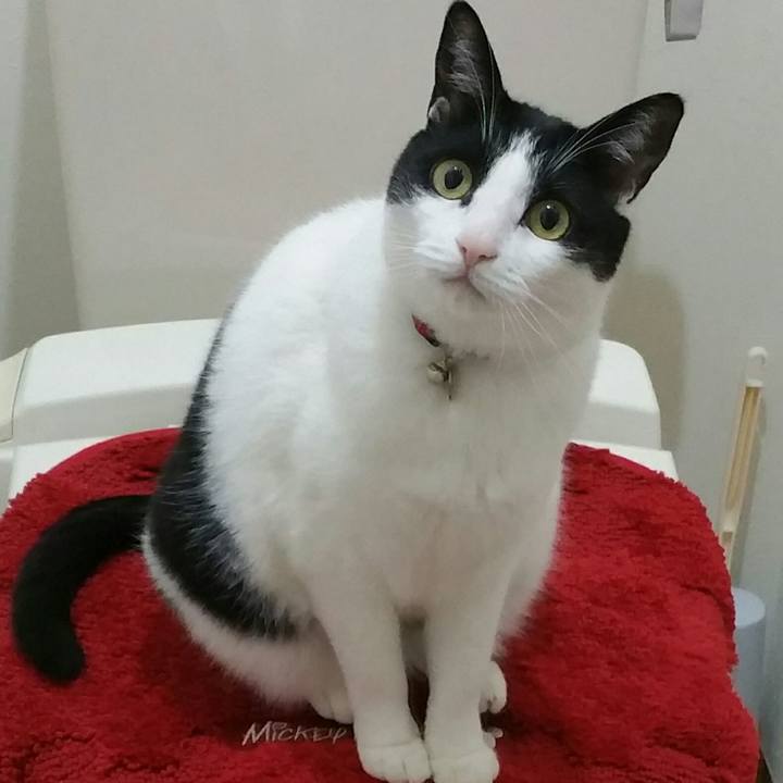 82a2b9db a0e4 4fc8 9991 f3e2ce1d8ad9 1544840178873