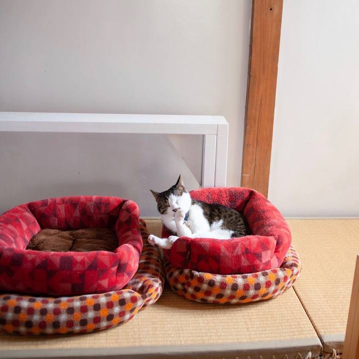 82a49d45 f50e 42e1 9ced 4b9bea2ecfb2 1586926056808