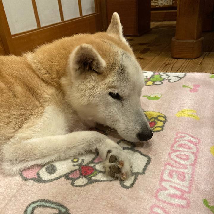 82ad6569 844c 4a2f 9bcf 1b9741b00c0b 1595769901634