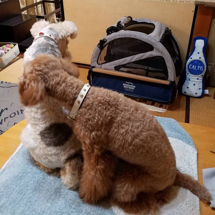 82ae50d5 ad1d 4839 b7a5 b773bd898b4b 1598567918760