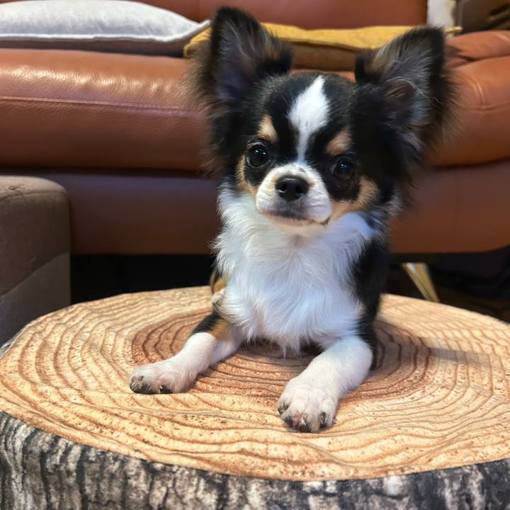 82b2206b 1274 4aad b26c 9d9f01e90b56 1762688713952