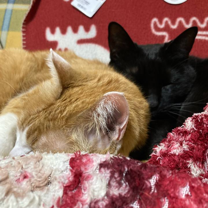 82b4c79a 10a0 4776 8560 795ce9f003fe 1776603908215