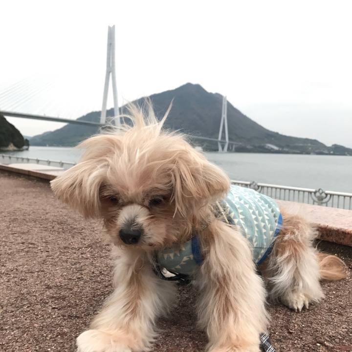 82b65db8 ee05 451c a16c ed2d2cc77458 1542514059998