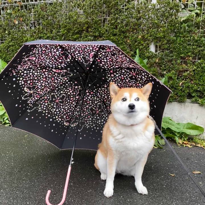 82b81d46 e220 4655 a49a 96a43953141f 1616301297712