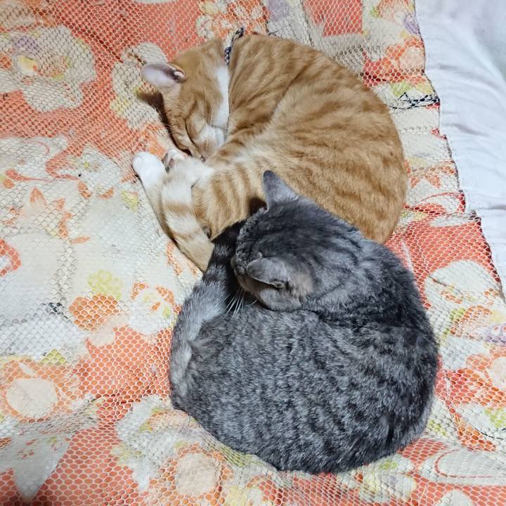 82bf5fe6 37ec 4323 9d4f 2f35c5fcba8d 1574341188356