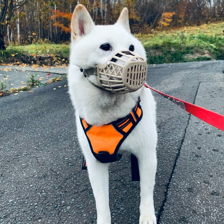 82bf6aeb 2bfb 4f64 87bf 429909374211 1635803927725