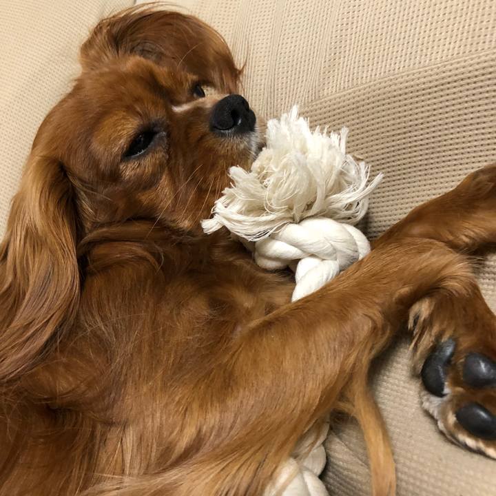 82bf80b9 dba9 4eab 99c6 47359fede50f 1525782195590