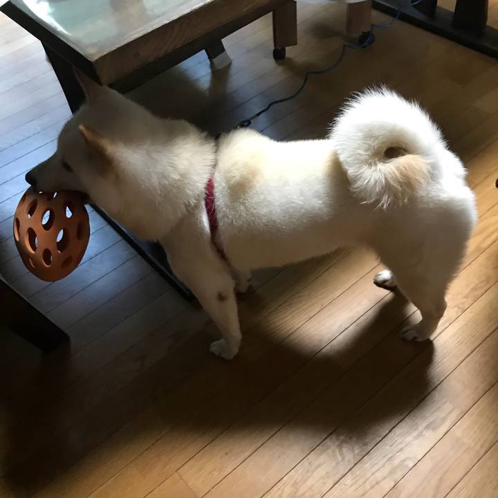 82c067b3 93c5 4078 9bfe 19cd758fdc6e 1534632192569