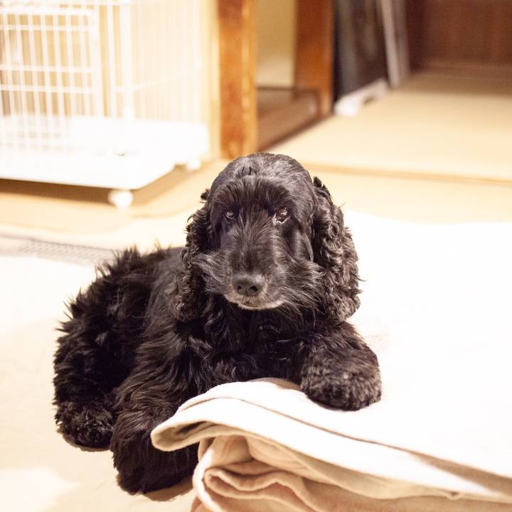 82c0cd2c d21c 4f38 bc9d d4ed1c107694 1549726981737