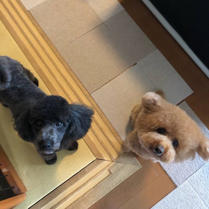 82c0f4dc 6ebf 408d a88d a2f5629c246e 1590884307458