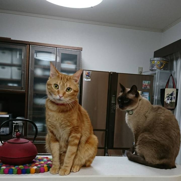 82c32e3c 5477 4f55 a446 40f160638142 1511823303645