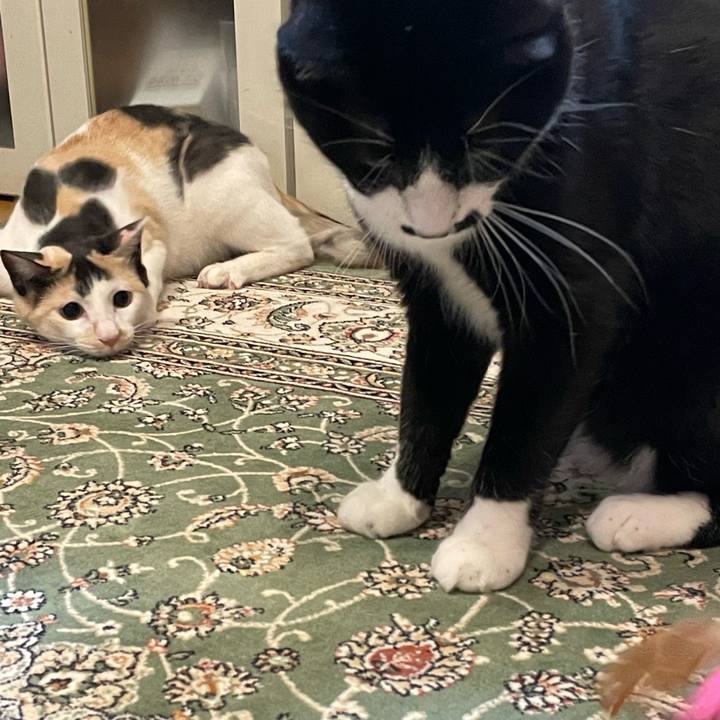 82c47560 11b3 42b1 ae78 3acd59fa7b13 1681479004796