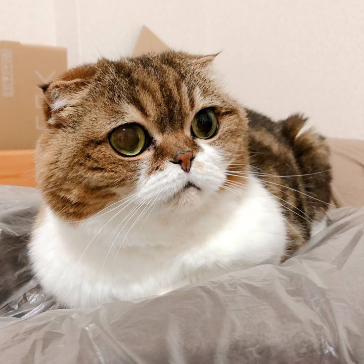 82c98c4f 6721 445c ac63 c1b49f7ae72d 1558445216586