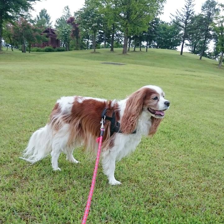 82ca45b2 cc67 4fa5 87e9 12371f20aa51 1559791589951