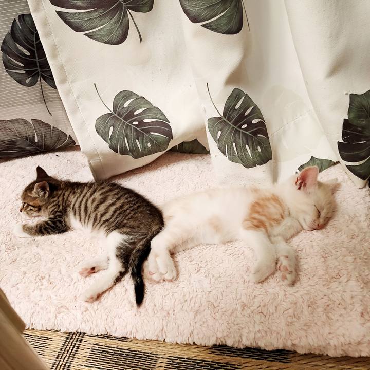 82cba6e9 d27b 4a36 ab41 f346c333a225 1623157317735