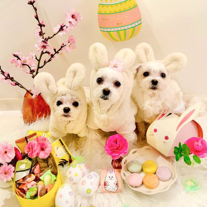 82cd26d6 4927 440d 9ff8 0ae30c965323 1711806496370