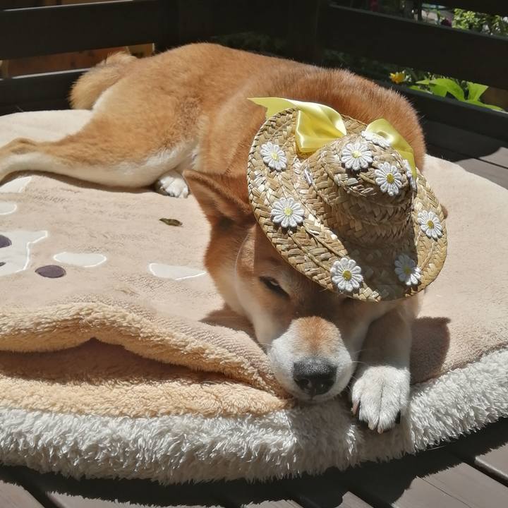 82d200e2 ec1a 40c2 80c1 37d4a36bae4c 1684214530775