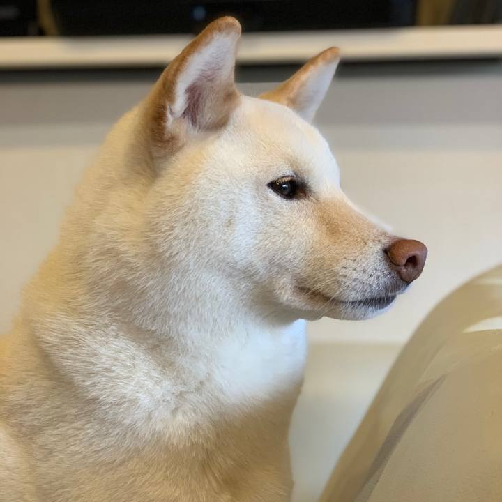 82d233ec a730 40c8 af4b fe9641f6aadd 1554936736896