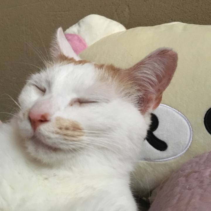 82d2576c c44c 4c22 a712 9db94b43964c 1525606155322