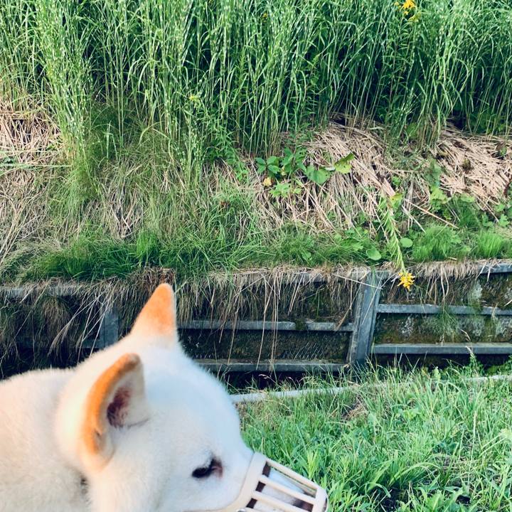 82d436e7 bfcb 4a7c bb7e f4db6cebdcad 1597265566295