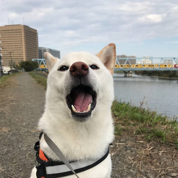 82d518a1 ab76 46a2 a40e 2593d35bbafa 1539819337539