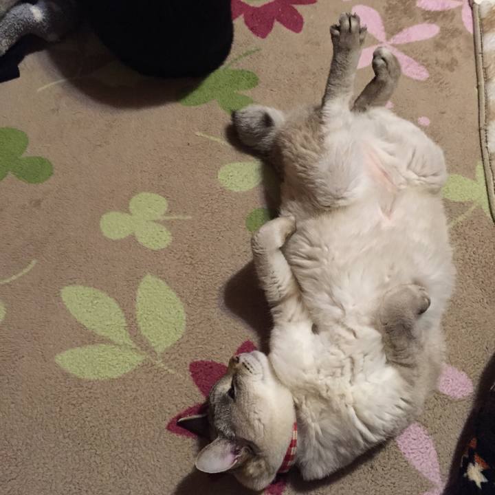 82d64fac b61c 4bfc a29c e6ca87006bc0 1546695548959