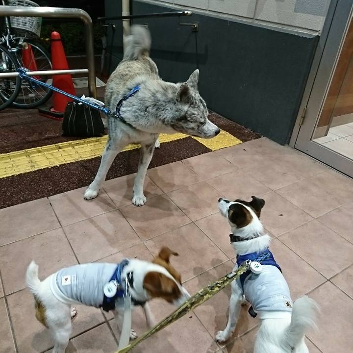 82d6e695 c6e6 4c03 96cd febc1c17042b 1529755791873