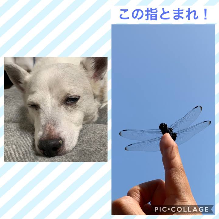 82dbda5d 39c7 48d1 b8f2 1e27a52d4024 1564894426292