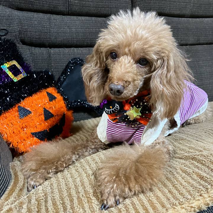 82dcbf72 d59f 429e bfbb d366343795a3 1667697695359