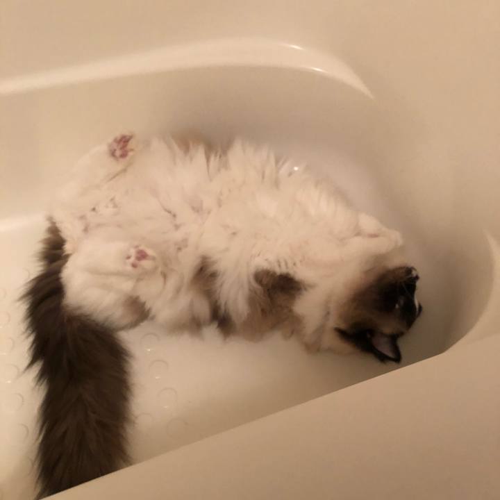 82dcde6d c8ff 4b88 aa59 a9288a408544 1547950548745