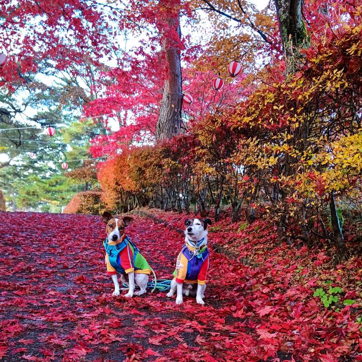 82de56c7 73b7 42d1 8aa7 53ac8fc30e92 1636278681986