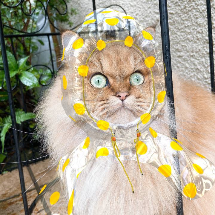 82df01a8 3539 4e7f 903d 6ff64f9fbd21 1574481774239