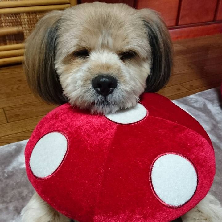 82e5d3ec 6bff 49d9 9481 7204d55c42cb 1511652378535