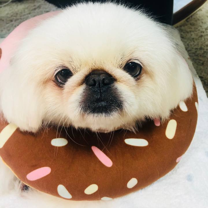 82e61a1b b0a0 402f a486 b435f45b8adb 1596000562726