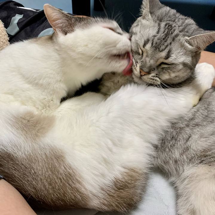 82e73ca4 b4fa 4feb a0e7 4c8d1ac2b0f1 1622197269321