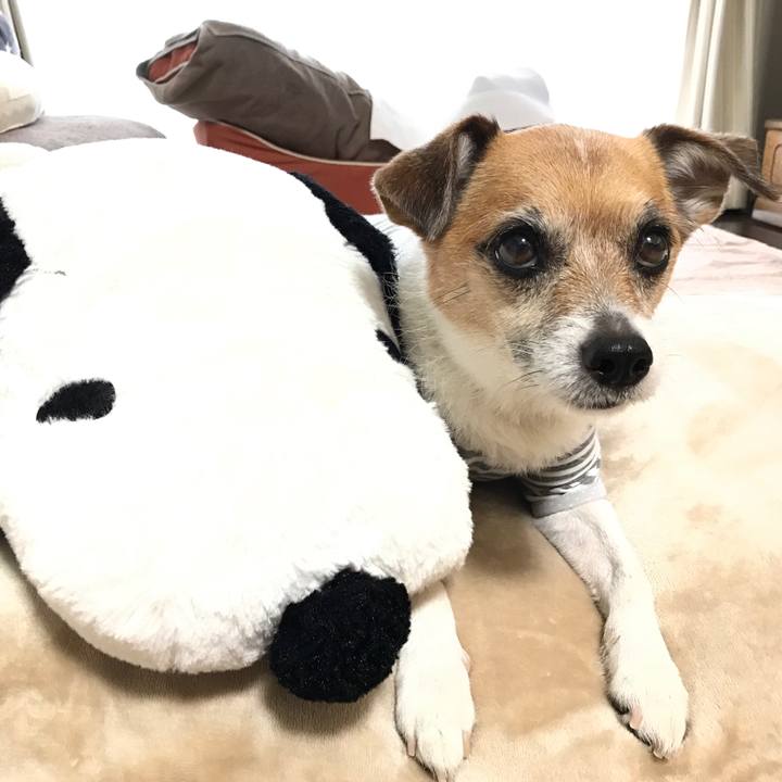 82e800bb 1cbb 48cc ab7d f6ecc3f2a7c2 1557573005073